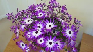 Senetti Care [upl. by Eiramana679]