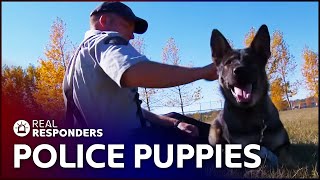 The Beginning Of A Police Dogs Career  K9 Mounties  Real Responders [upl. by Alih]