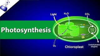 Photosynthesis [upl. by Oiramaj]