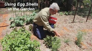 Using Egg Shells in the Vegetable Garden [upl. by Maxie]