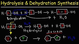 Hydrolysis and Dehydration Synthesis Reactions [upl. by Brandenburg]