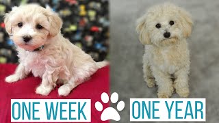 MALTIPOO PUPPY GROWING UP from 1 week to 1 year  Roscos Journey from Puppy to Full Grown [upl. by Port]