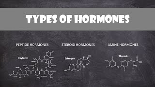 Types of Hormones  Human Physiology [upl. by Erreip205]