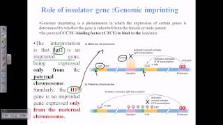 Genomic imprinting [upl. by Mars]