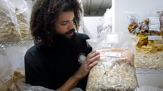 Mycelium Production Block Incubation for Mushroom Cultivation  Southwest Mushrooms [upl. by Ash]