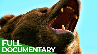 Wildlife  Episode 6 Bears  Free Documentary Nature [upl. by Adyeren888]