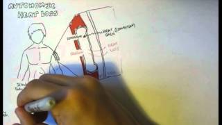 Temperature Homeostasis Regulation [upl. by Morven]