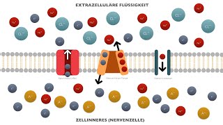 Bio Ruhepotential Abitur [upl. by Edya855]