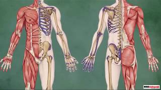 Structure of Skeletal Muscle  Biology Tutorial [upl. by Nnylyram]