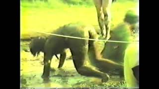 Mud Wrestling Edzell 1983 [upl. by Airrat]