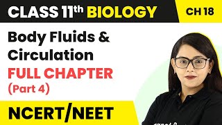 Class 11 Biology Chapter 18  Body Fluids And Circulation Full Chapter Explanation Part 4 [upl. by Simmons]