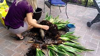 Propagating Snake plant [upl. by Nodnorb]